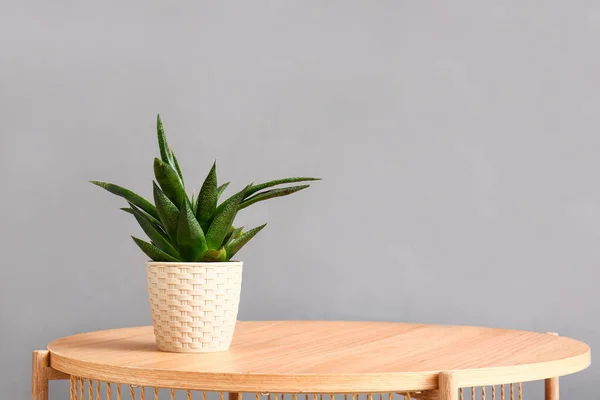 Green Houseplant Table Grey Wall — Stock Photo, Image