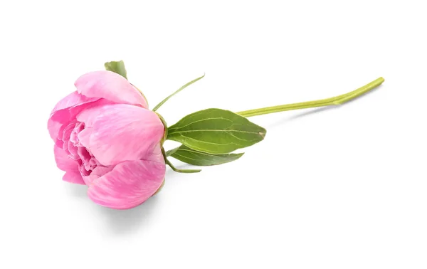 Beyaz Arka Planda Izole Edilmiş Güzel Pembe Şakayık Çiçeği — Stok fotoğraf