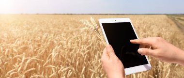 Buğday tarlasında tablet bilgisayarı olan çiftçi 