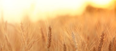 Altın buğday dalları tarlada, yakın plan