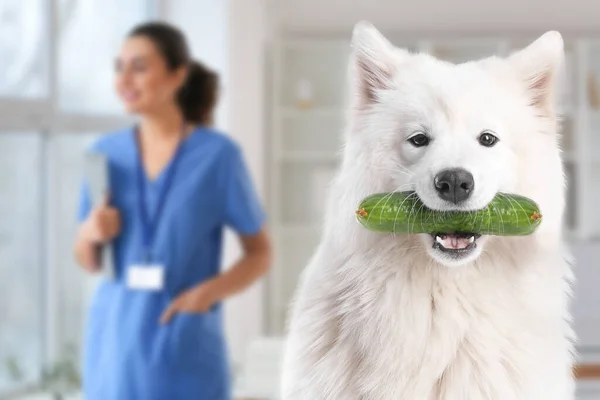 獣医クリニックのキュウリとかわいいサモイド犬 — ストック写真