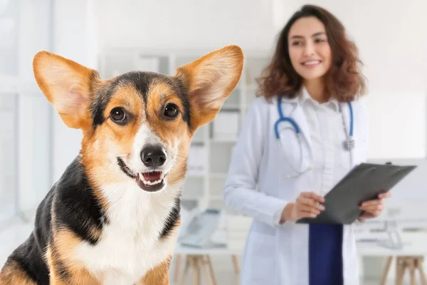 Cão Corgi Bonito Clínica Veterinária — Fotografia de Stock