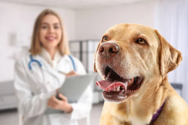 Funny Labrador Dog Veterinary Clinic — Stock Photo, Image