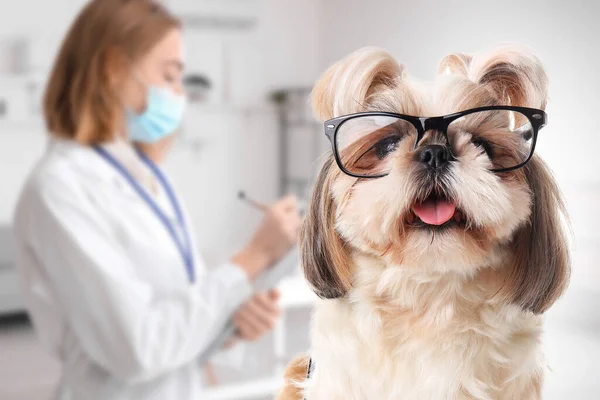 Cute dog with eyeglasses in veterinary clinic