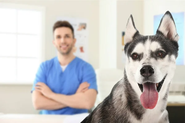 獣医クリニックで愛らしいハスキー犬 — ストック写真