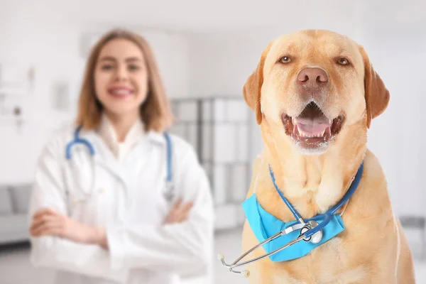 Cão Bonito Com Máscara Médica Estetoscópio Clínica Veterinária — Fotografia de Stock