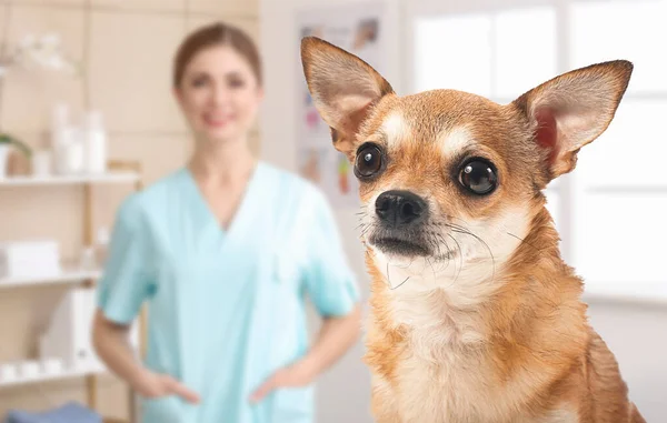 獣医クリニックでかわいいチワア犬 — ストック写真