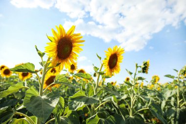 Mavi arka planda çiçek açan güzel ayçiçekleri