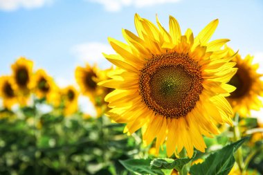 Mavi arka planda çiçek açan güzel ayçiçekleri