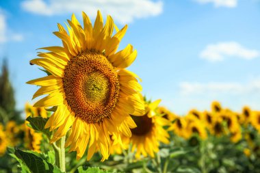 Mavi arka planda çiçek açan güzel ayçiçekleri