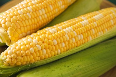 Taze mısır koçanı plaka, portre