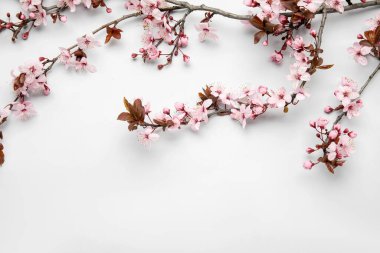 Beyaz arkaplanda açan dallar