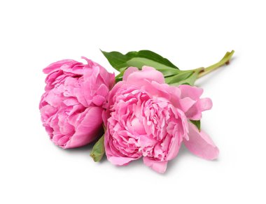 Beyaz arkaplanda izole edilmiş pembe şakayık çiçekleri