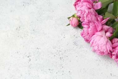 Açık arka planda pembe şakayık çiçekleri