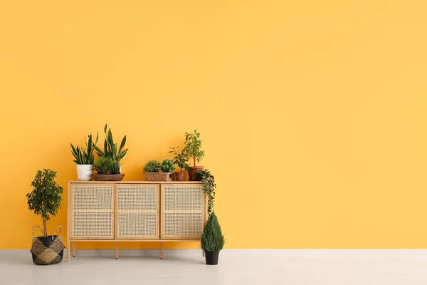 Modern Byrå Med Krukväxter Nära Orange Vägg Rummet — Stockfoto
