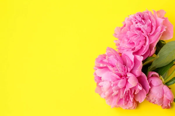 Beautiful Peony Flowers Yellow Background — Stock Photo, Image