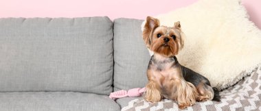 Oturma odasındaki kanepede oturan sevimli Yorkshire teriyeri köpeği.