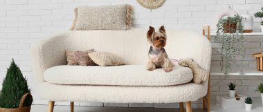 Oturma odasındaki kanepede oturan sevimli Yorkshire teriyeri köpeği.