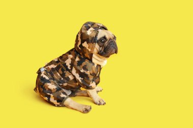 Sarı arka planda evcil hayvan kıyafetleri içinde sevimli bir Fransız bulldog.