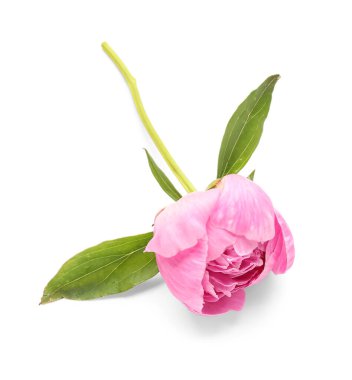 Beyaz arka planda izole edilmiş güzel pembe şakayık çiçeği.