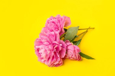 Sarı arka planda güzel şakayık çiçekleri