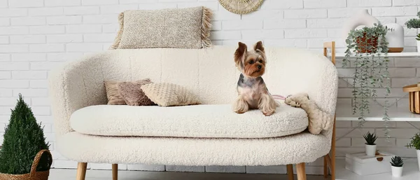 Cute Yorkshire Terrier Dog Sitting Sofa Living Room — Stock Photo, Image