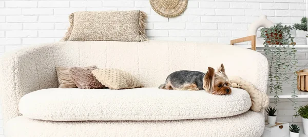 Cute Yorkshire Terrier Dog Lying Sofa Living Room — Stock Photo, Image