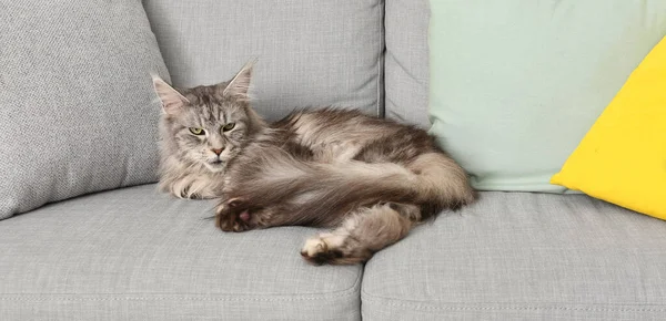 Maine Mýval Kočka Odpočívá Pohovce Obývacím Pokoji — Stock fotografie