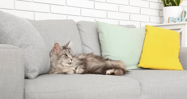 リビングルームのソファーで休むメイン クーン猫 — ストック写真