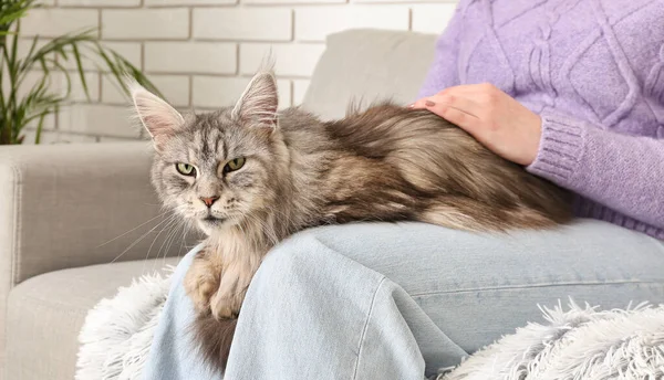 Kanepede Oturan Sevimli Maine Rakunu Kedisi Olan Kadın — Stok fotoğraf