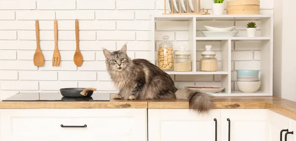 Maine Coon Cat Counter Kitchen — Stock Photo, Image