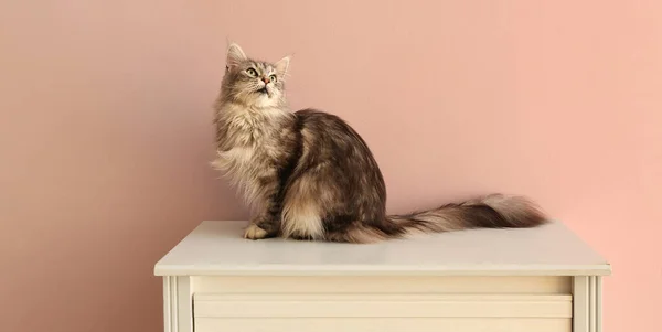 Maine Coon Cat Sitting Chest Drawers Pink Wall — Stock Photo, Image