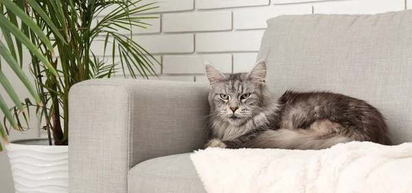 Maine Mýval Kočka Ležící Pohovce Obývacím Pokoji — Stock fotografie