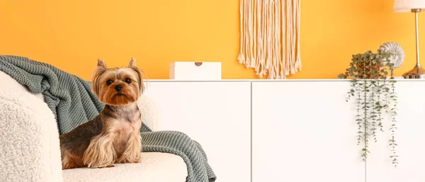 Cão Terrier Bonito Yorkshire Sentado Sofá Sala Estar — Fotografia de Stock