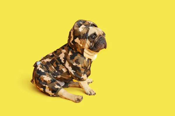 穿着黄色背景宠物衣服的可爱的法国斗牛犬 — 图库照片