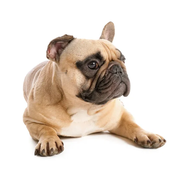 Lindo Bulldog Francés Acostado Sobre Fondo Blanco —  Fotos de Stock