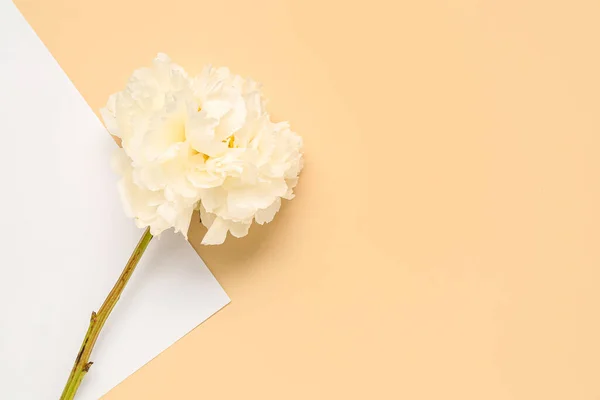 Renkli Arkaplanda Beyaz Şakayık Çiçeği — Stok fotoğraf