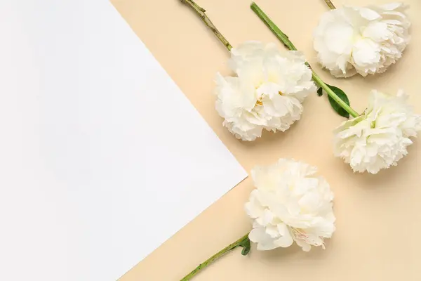 Renkli Arkaplanda Beyaz Şakayık Çiçekleri Olan Kompozisyon — Stok fotoğraf