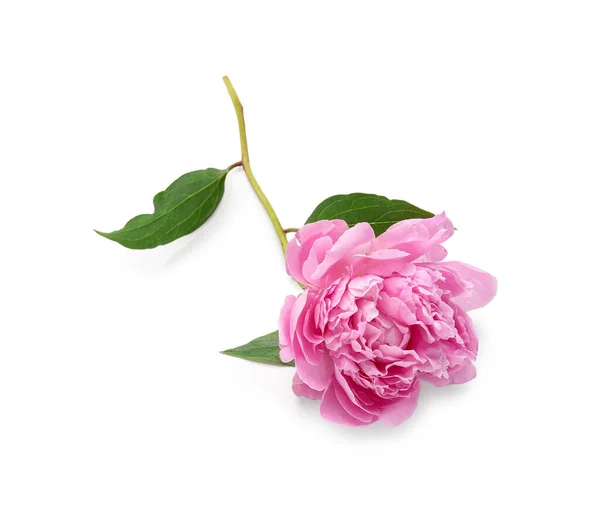 白い背景に孤立した美しいピンクの牡丹の花 — ストック写真