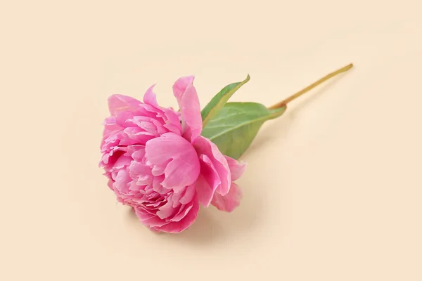 Fresh Peony Flower Color Background — Stock Photo, Image