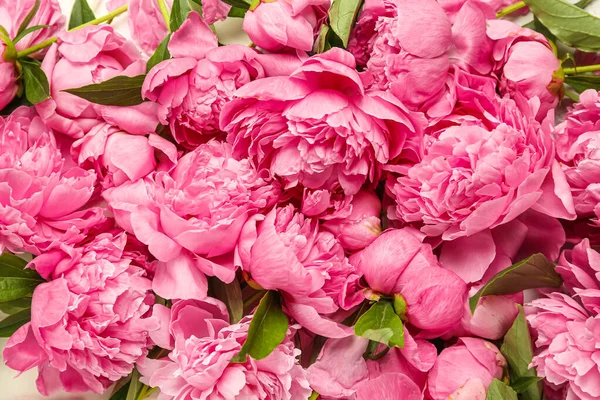 Pink Peony Flowers Background Closeup — Stock Photo, Image