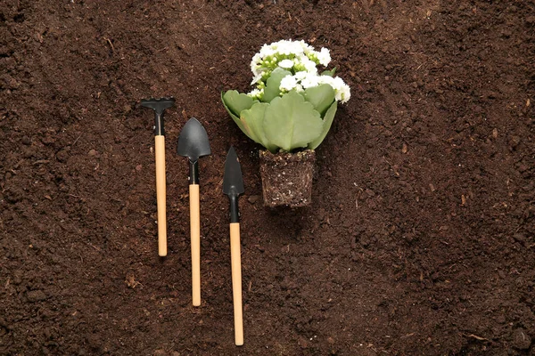 Plant Soil Shovels Rake Garden — Stock Photo, Image