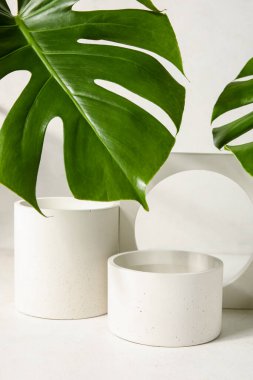 Beyaz arka planda alçı podyumlar ve canavar yaprakları