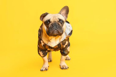 Sarı arka planda evcil hayvan kıyafetleri içinde sevimli bir Fransız bulldog.