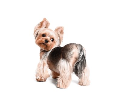 Beyaz arka planda izole edilmiş şirin küçük Yorkshire teriyer köpeği.