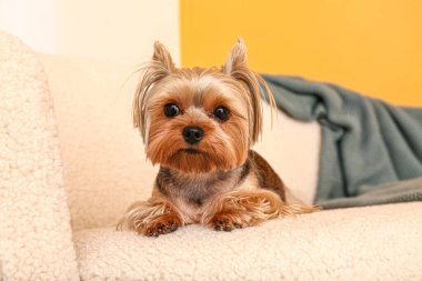 Sevimli küçük Yorkshire teriyer köpeği oturma odasında kanepede yatıyor.