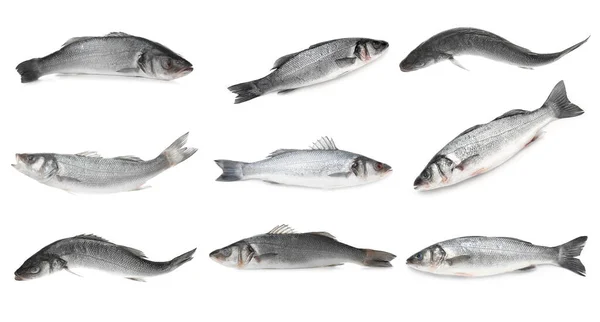 Set Raw Sea Bass Fish White Background — Stock Photo, Image