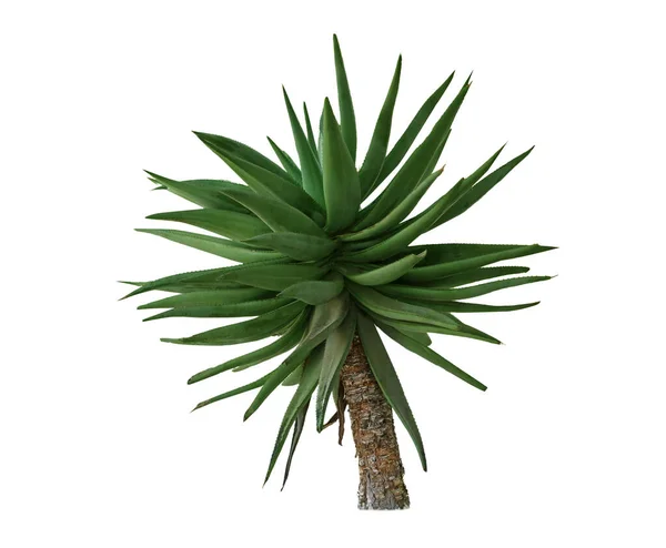 白い背景に緑の砂漠の植物 — ストック写真