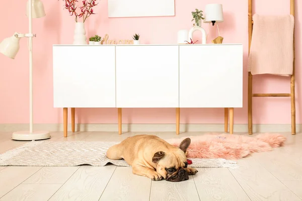 Cute French Bulldog Lying Carpet Living Room — Stock Photo, Image
