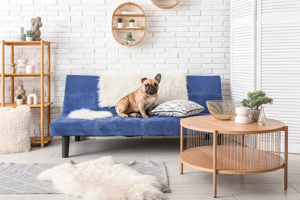 Cute French Bulldog Sitting Sofa Living Room — Stock Photo, Image